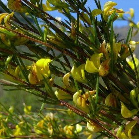 Rooibos - Vörös fokföldi tea - Aspalathus linearis